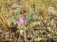 Astragalus testiculatus