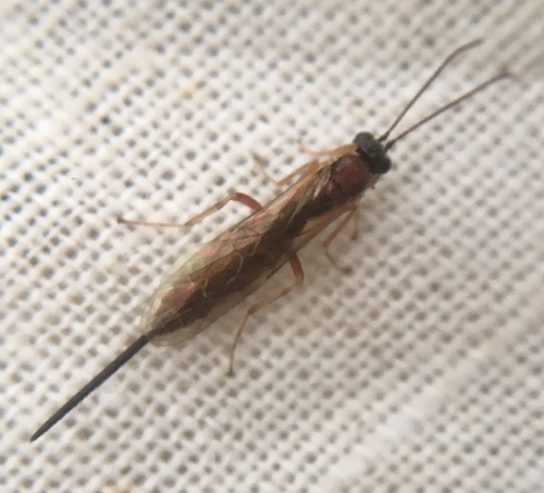 Scambus pomorum