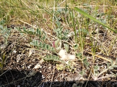 Astragalus testiculatus