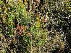 Protea subulifolia