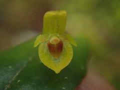 Pleurothallis dibolia