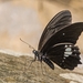 Papilio castor formosanus - Photo (c) 曾郁哲, some rights reserved (CC BY-NC), uploaded by 曾郁哲