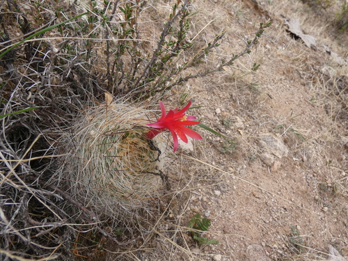 Matucana haynii