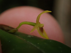 Pleurothallis dibolia