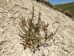 Blitum virgatum