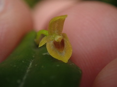 Pleurothallis dibolia