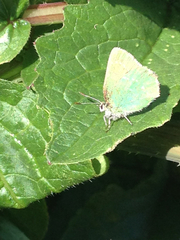 Callophrys viridis