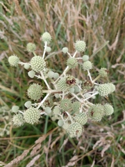 Eryngium paniculatum