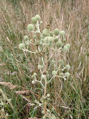 Eryngium paniculatum