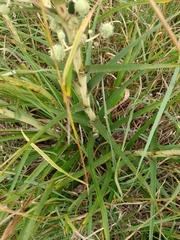 Eryngium paniculatum