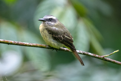 Myiodynastes hemichrysus