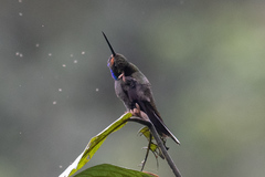 Urochroa bougueri
