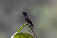 Urochroa bougueri