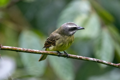 Myiodynastes hemichrysus