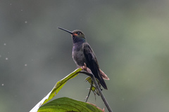 Urochroa bougueri