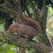Western Dwarf Squirrel - Photo (c) Chloe and Trevor Van Loon, some rights reserved (CC BY-NC), uploaded by Chloe and Trevor Van Loon