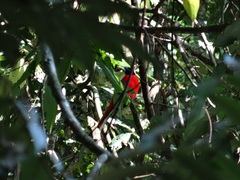 Harpactes duvaucelii