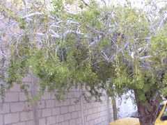 Maytenus phyllanthoides