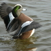 American Wigeon - Photo (c) aaronr, some rights reserved (CC BY-NC), uploaded by aaronr
