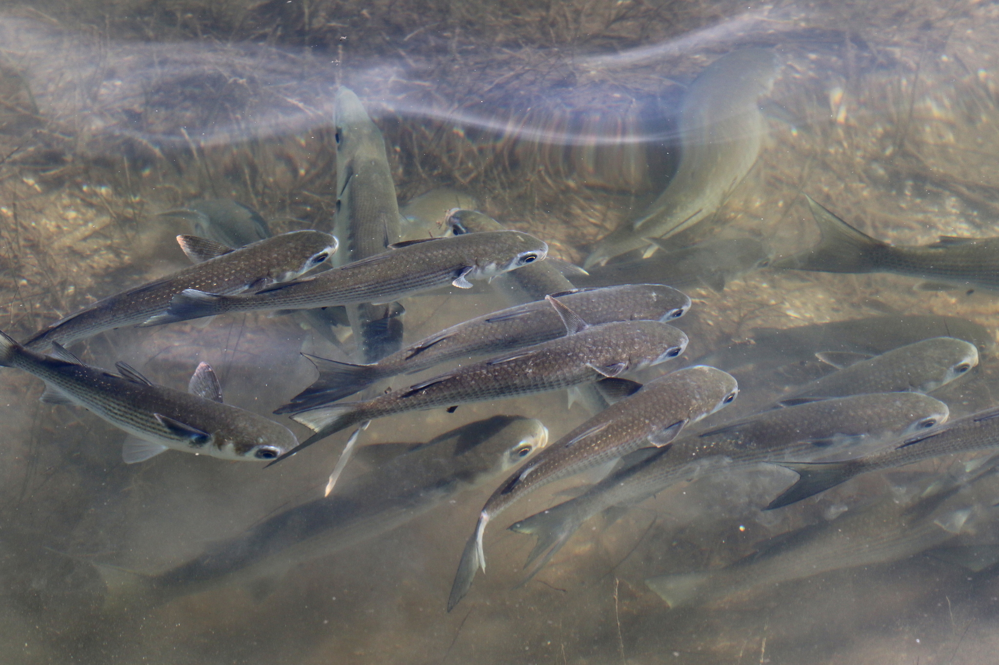 belanak, beyah, black mullet, bouri, bully mullet, callifaver mullet, cipal, common mullet, flathead grey mullet, flathead mullet, gewöhnliche meeräsche, grey mullet, harder, haskefal, lisa, muge, mulet, mulet cabot, mullet, sea mullet, striped mullet