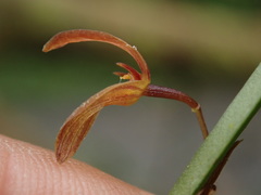 Pleurothallis ensata