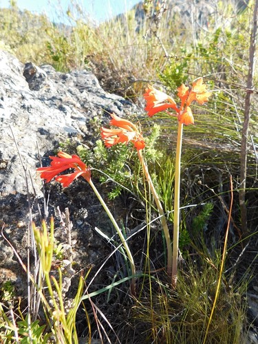 Cyrtanthus collinus