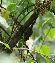 Tamiops mcclellandii
