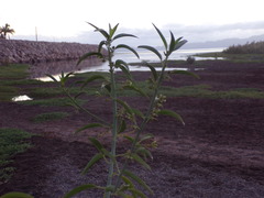 Ditaxis brandegeei