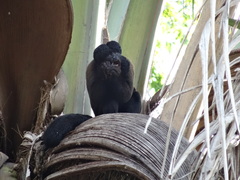 Chiropotes sagulatus