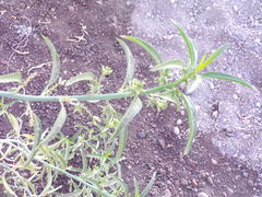Ditaxis brandegeei