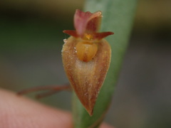 Pleurothallis ensata