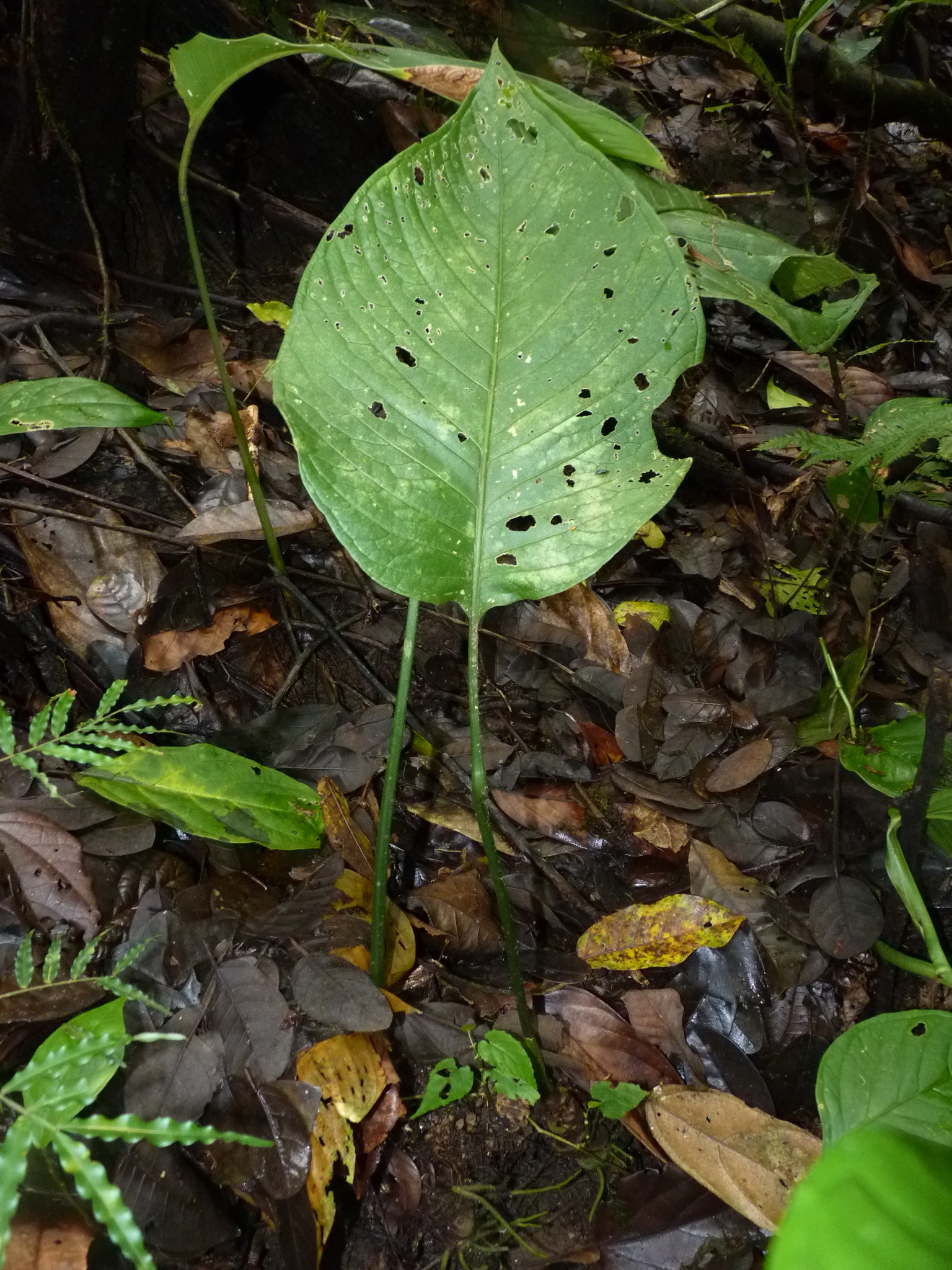 Anthurium oerstedianum Schott 3