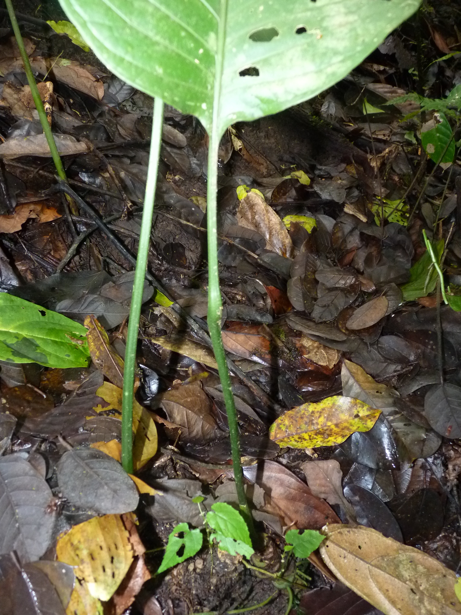 Anthurium oerstedianum Schott 4