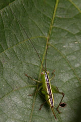 Conocephalus strictus