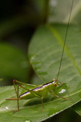 Conocephalus strictus