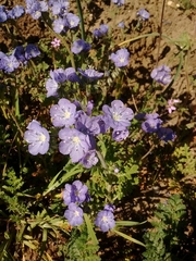 Phacelia ciliata