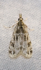 Eudonia strigalis