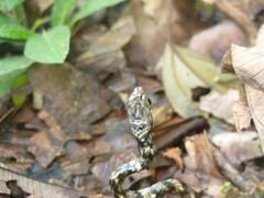 Chironius grandisquamis