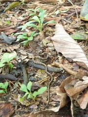 Chironius grandisquamis