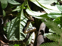 Chironius grandisquamis