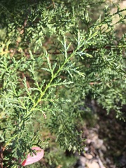 Cupressus sargentii