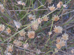 Bebbia juncea juncea