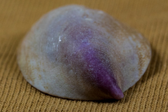 Crepidula norrisiarum