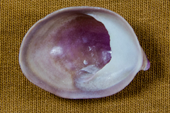 Crepidula norrisiarum