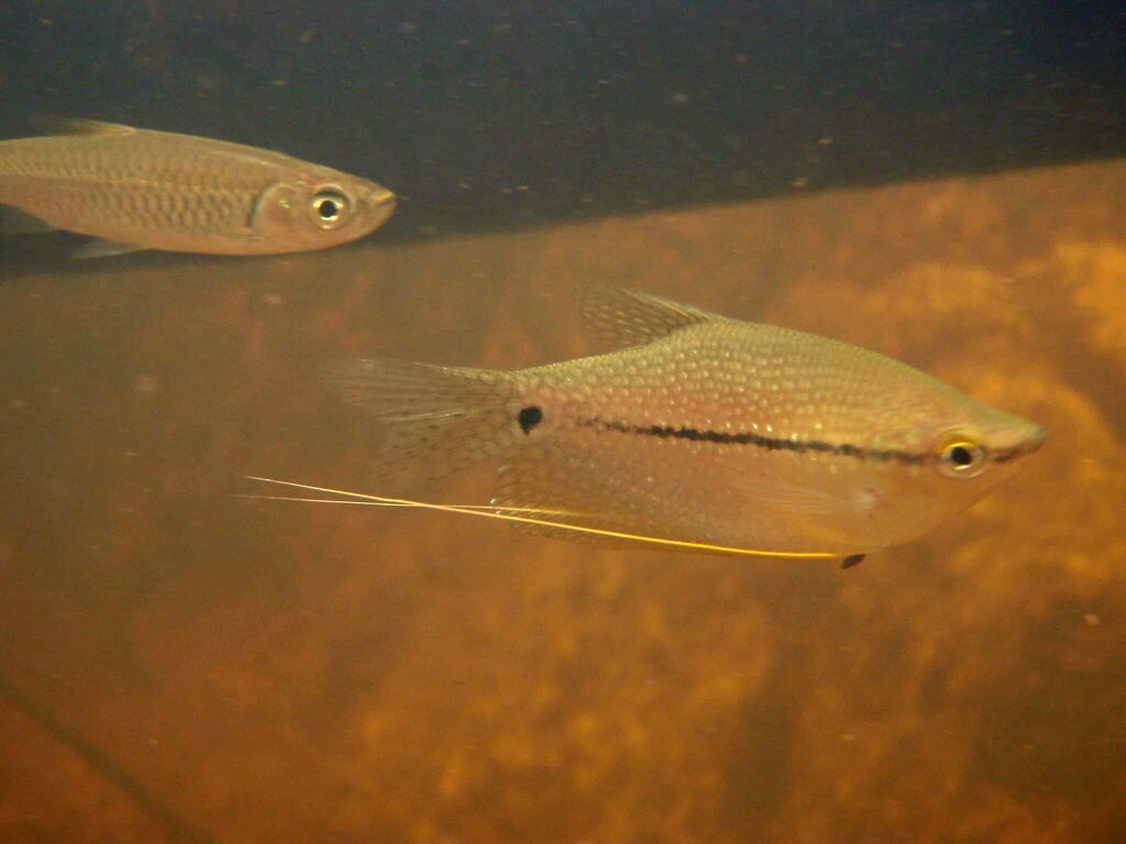 Pearl gourami (Trichopodus leerii) — Osphronemidae