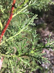Cupressus sargentii