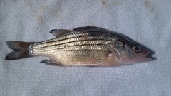 Morone mississippiensis