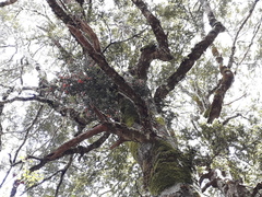 Peraxilla tetrapetala