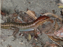 Sphenomorphus melanopogon