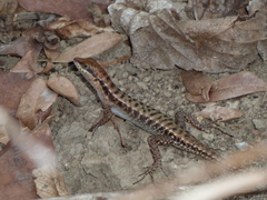 Sphenomorphus melanopogon